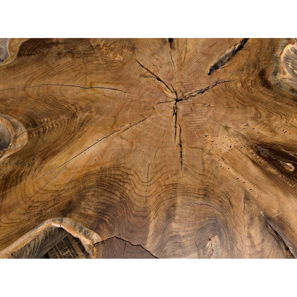 Teak Root Coffee Table by NOIR