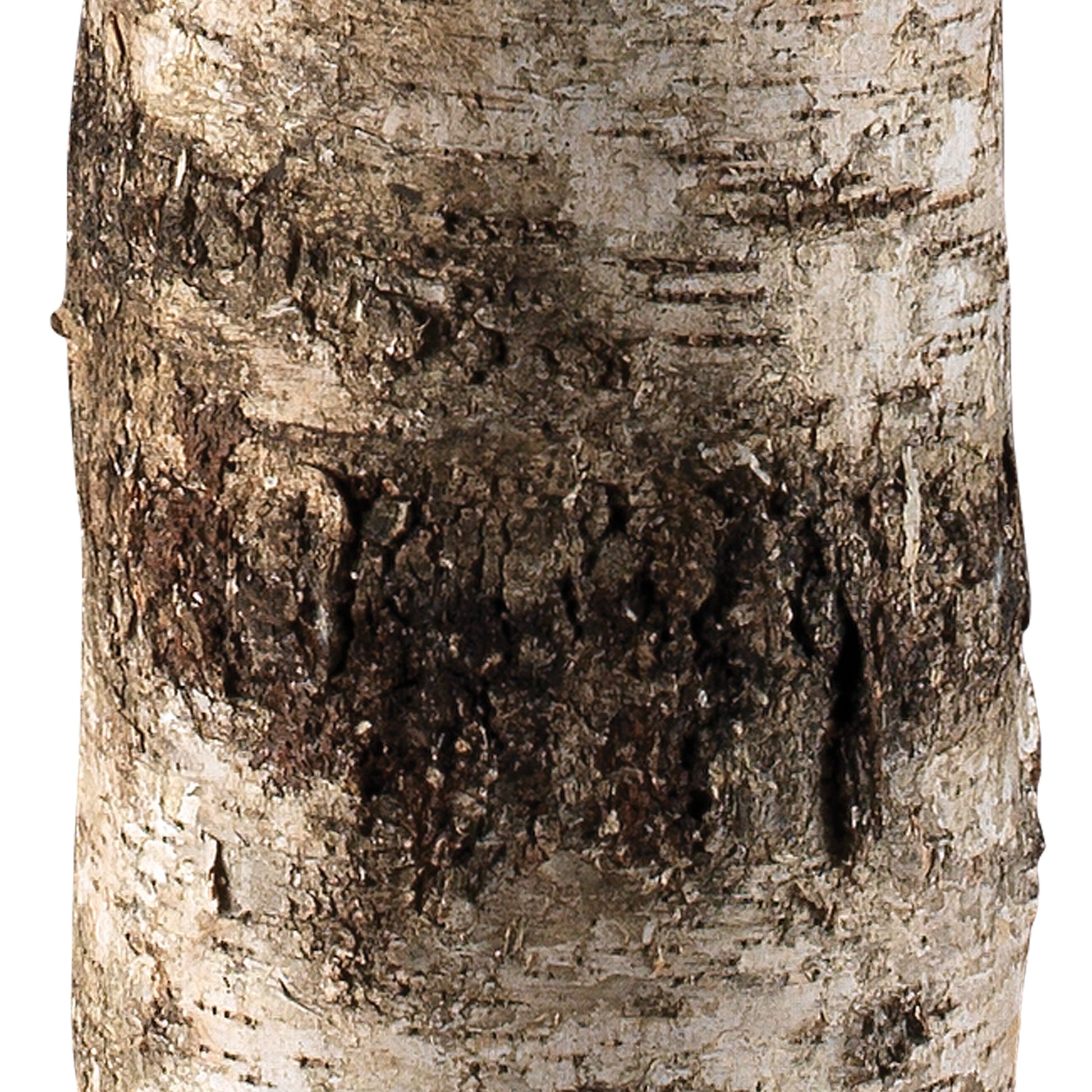 Forrester Birch 1-Light Floor Lamp by Jamie Young