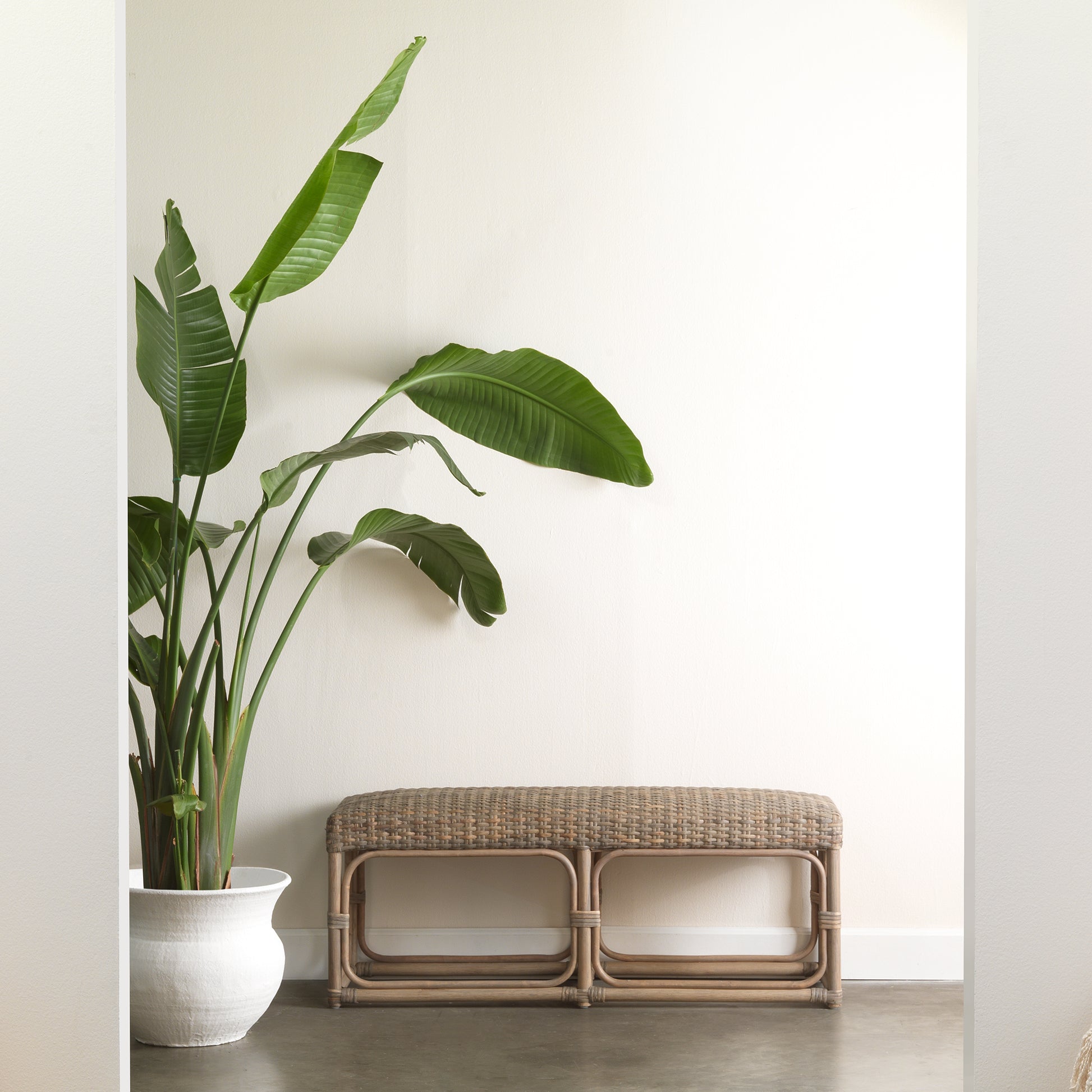Avery Rattan Bench, Grey by Jamie Young