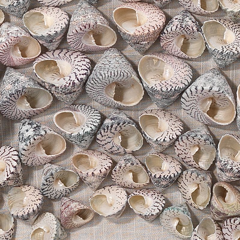 Bora Bora Framed Wall Art, Taupe Snail Shell by Jamie Young