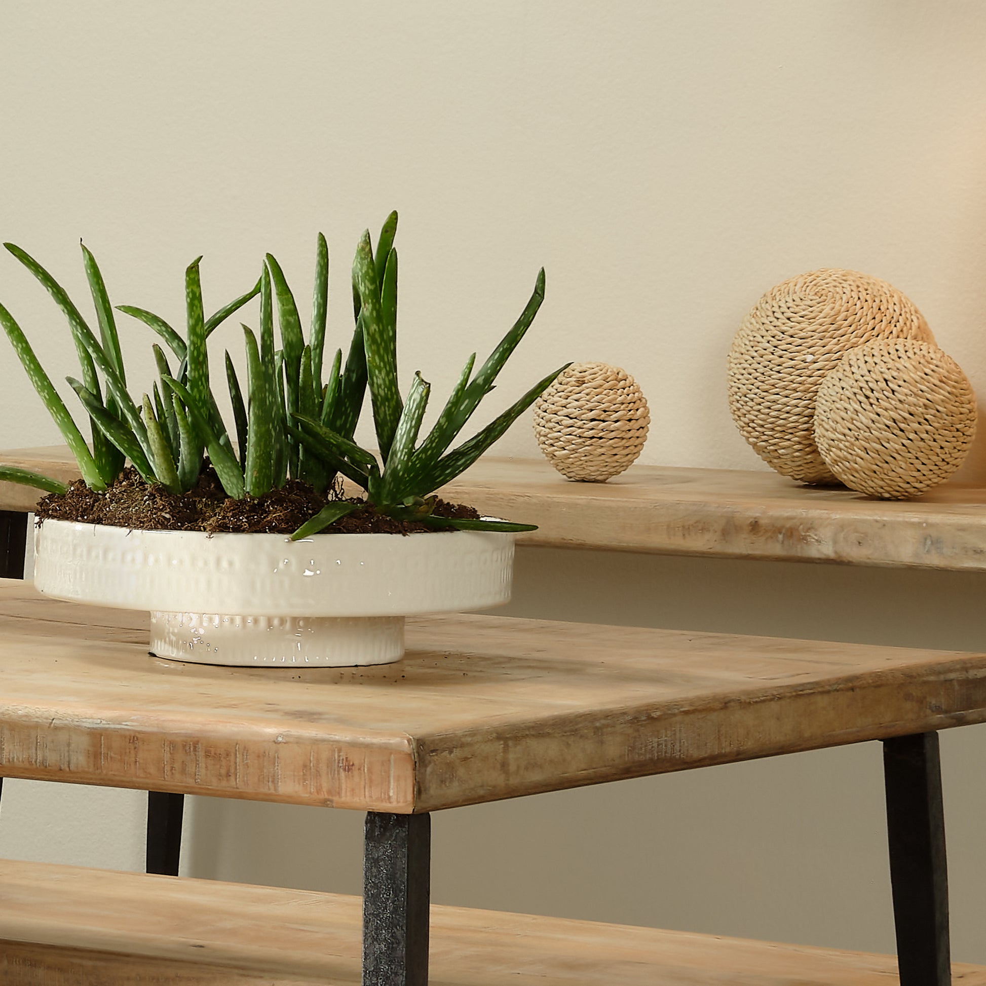 Coco Ceramic Decorative Pedestal by Jamie Young