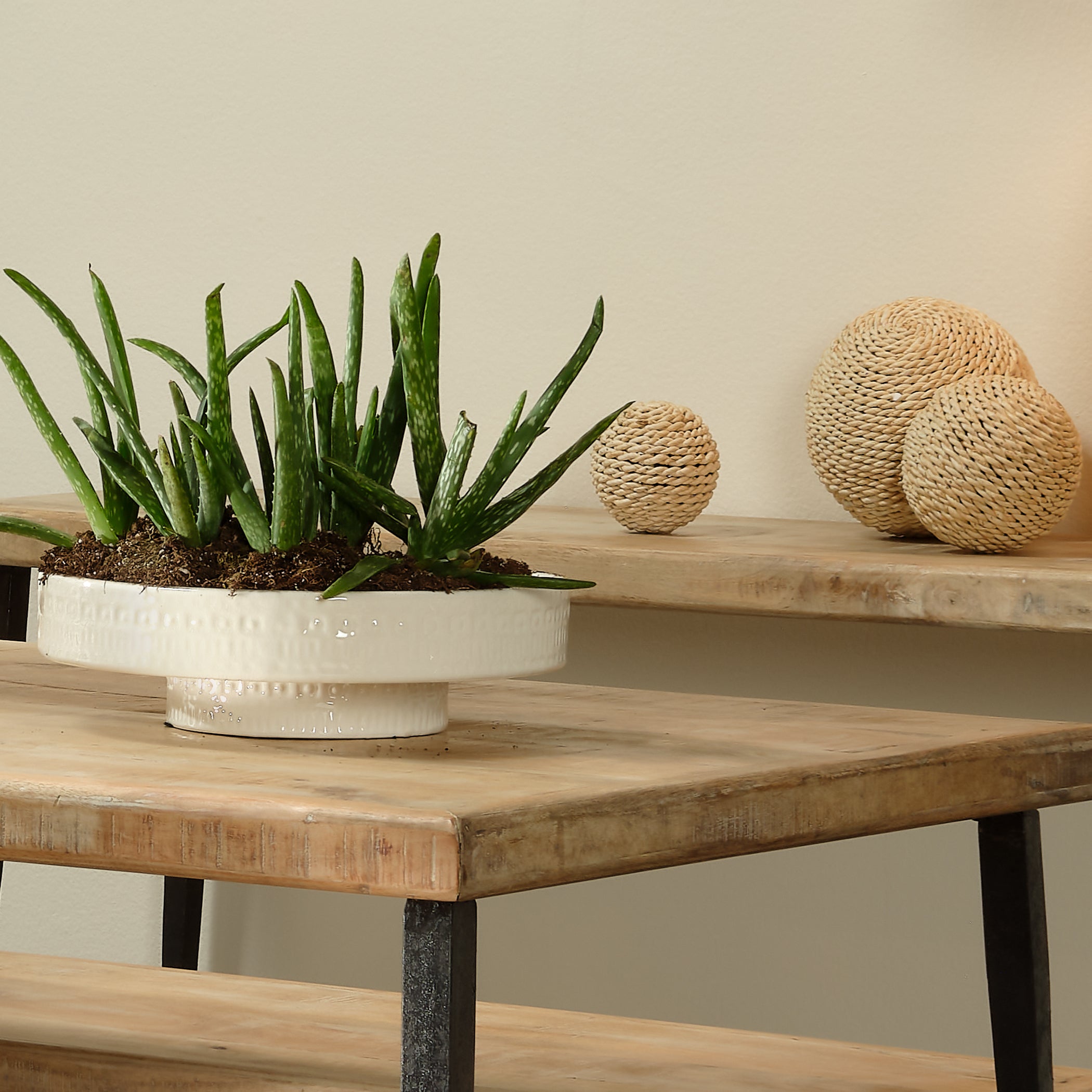 Coco Ceramic Decorative Pedestal by Jamie Young