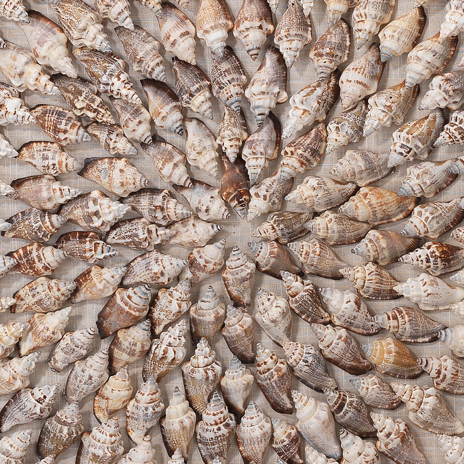 Riviera Framed Wall Art, Beige Simnia Shell by Jamie Young