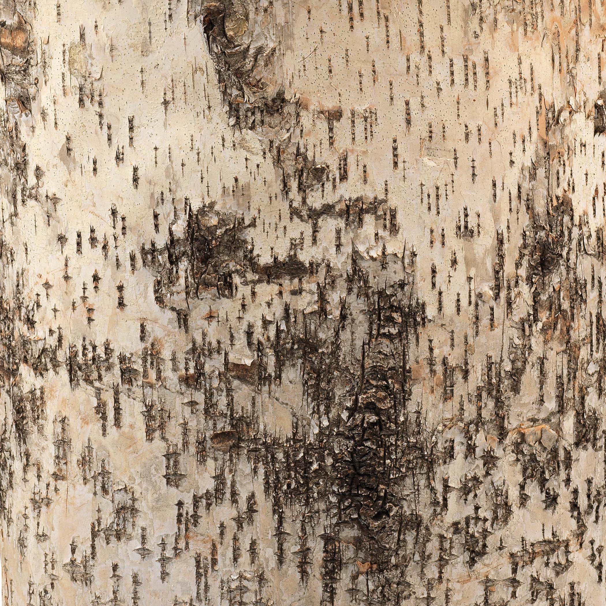 Forrester Birch Wood Table Lamp with Linen Shade by Jamie Young