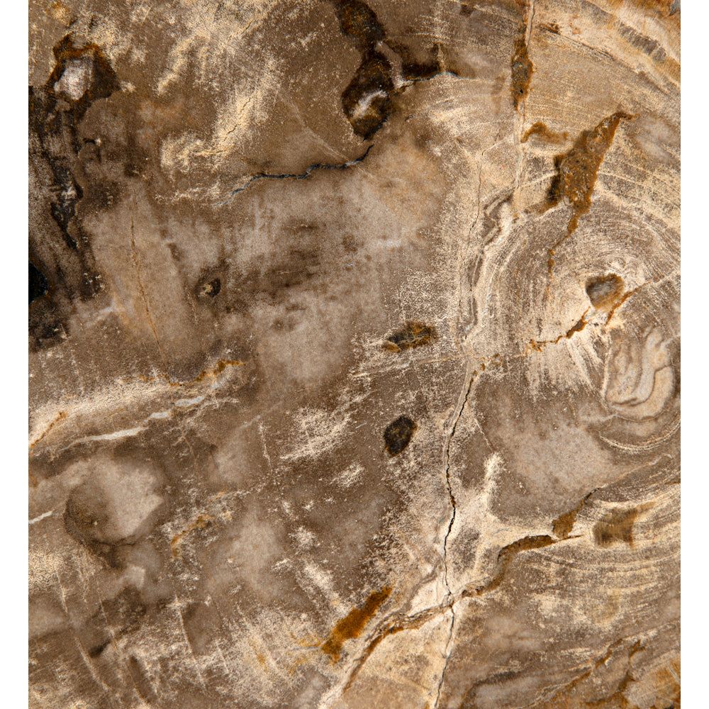 Wood Fossil with Stand, 12" by NOIR