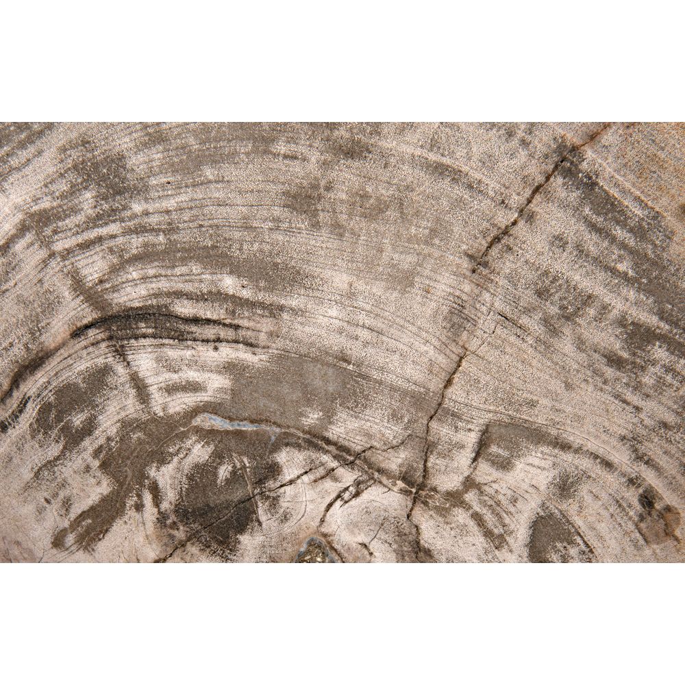 Wood Fossil with Stand, 8" by NOIR