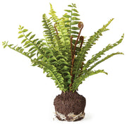 Boston Fern Drop-In – 11" by Napa Home & Garden