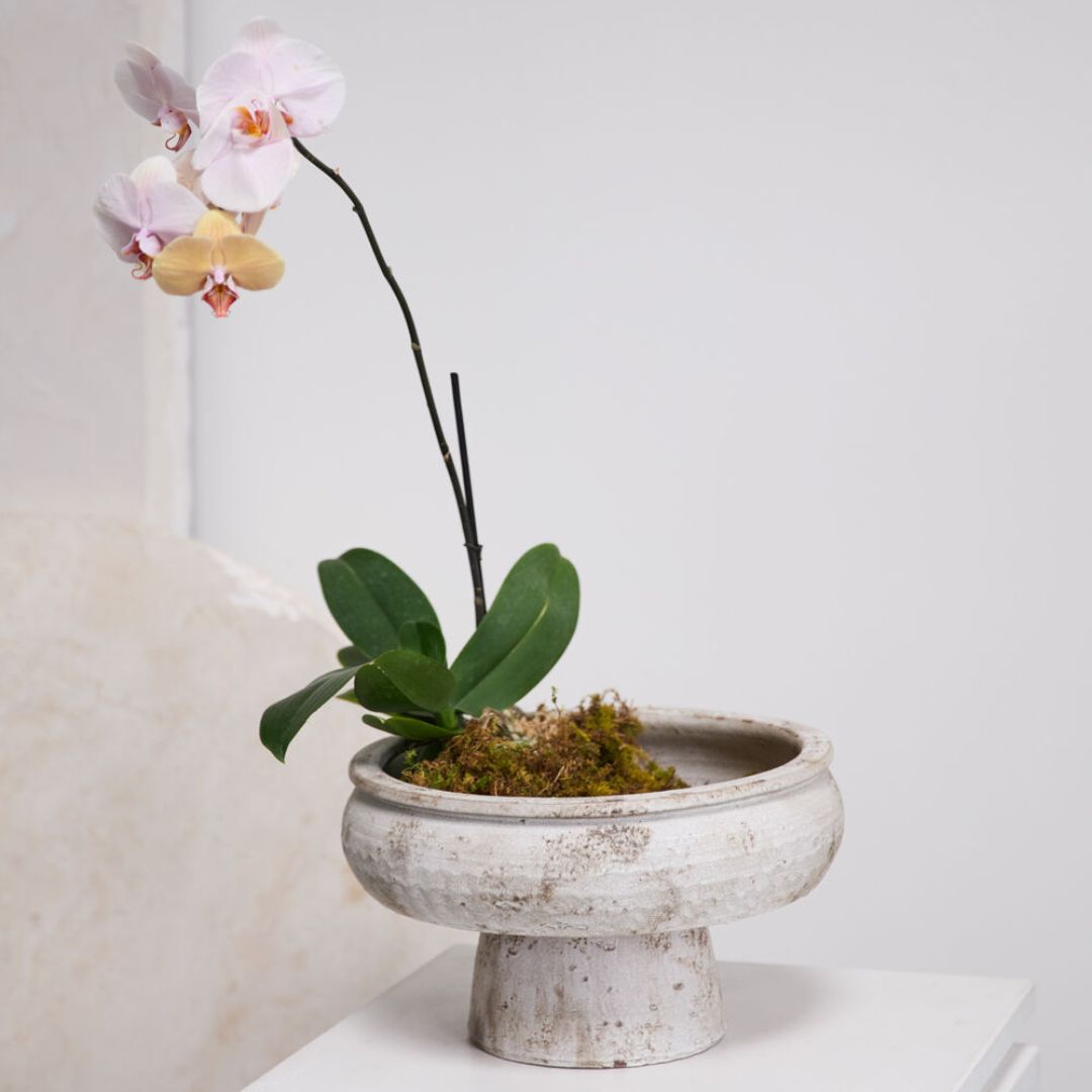 Garance Footed Bowl | Accent Decor by accent decor