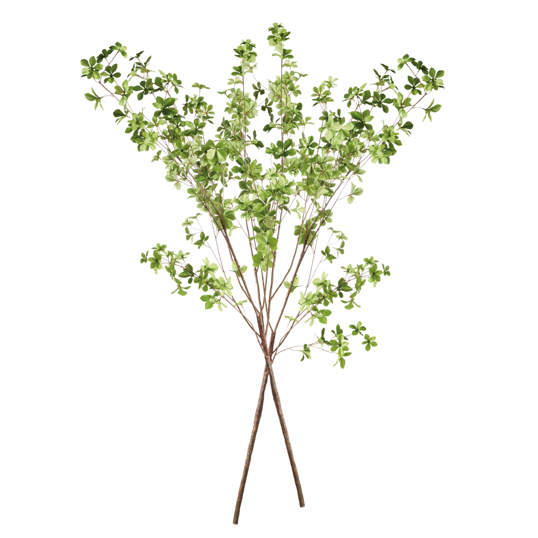 Shady Lady Black Olive Branches – Set of 2 by Napa Home & Garden