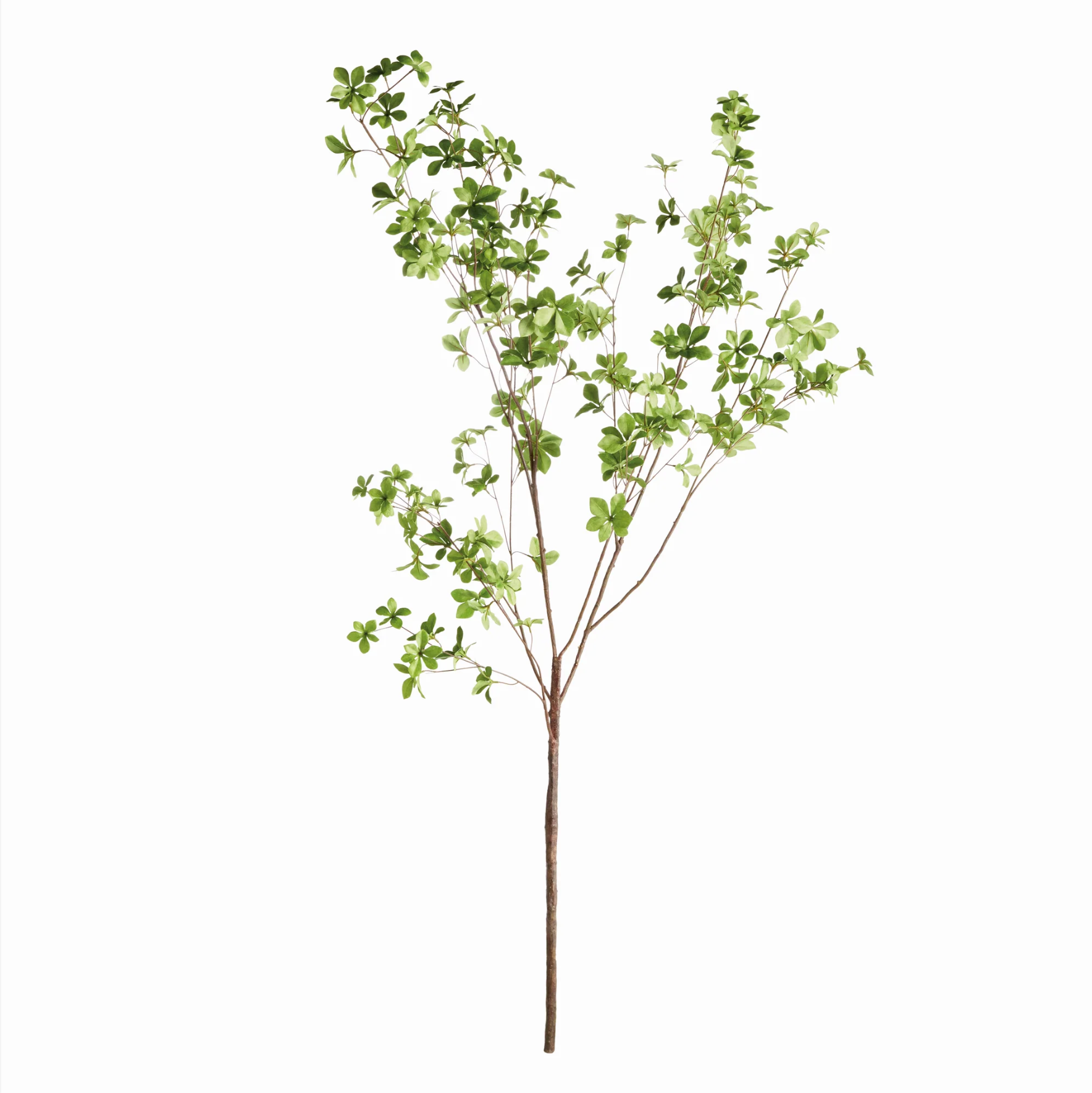 Shady Lady Black Olive Branches – Set of 2 by Napa Home & Garden