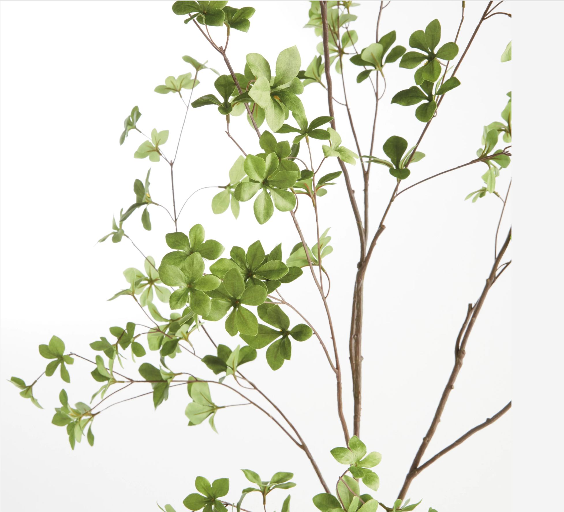 Shady Lady Black Olive Branches – Set of 2 by Napa Home & Garden