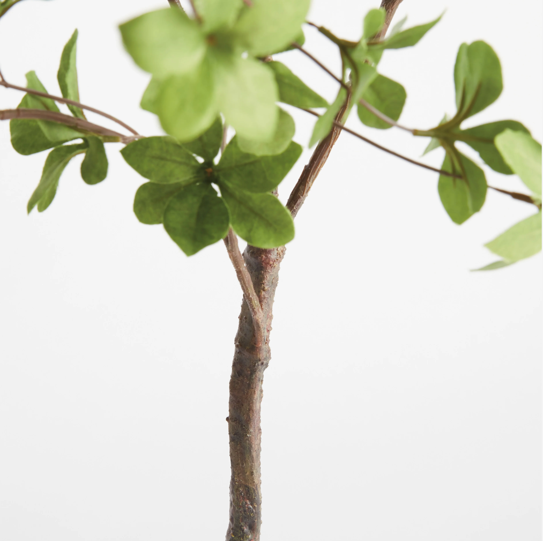 Shady Lady Black Olive Branches – Set of 2 by Napa Home & Garden