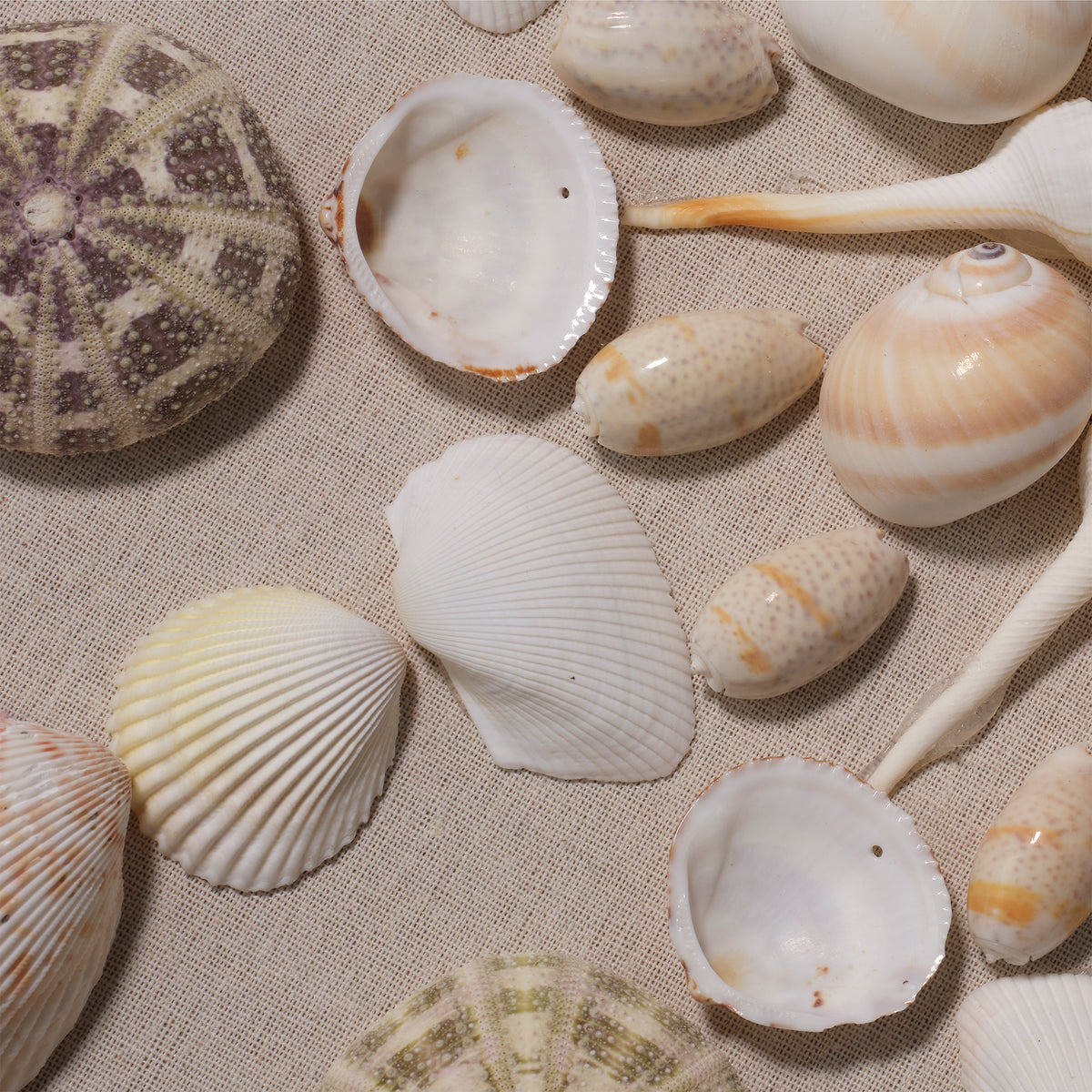 Miramar Wall Art, Pale Pink and Natural Shell