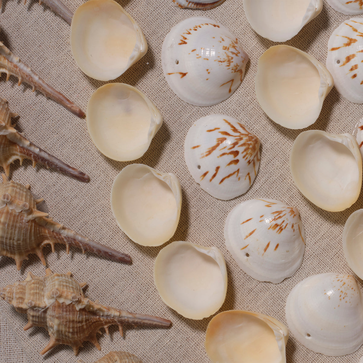 Outer Banks Wall Art, Cream and Natural Shell