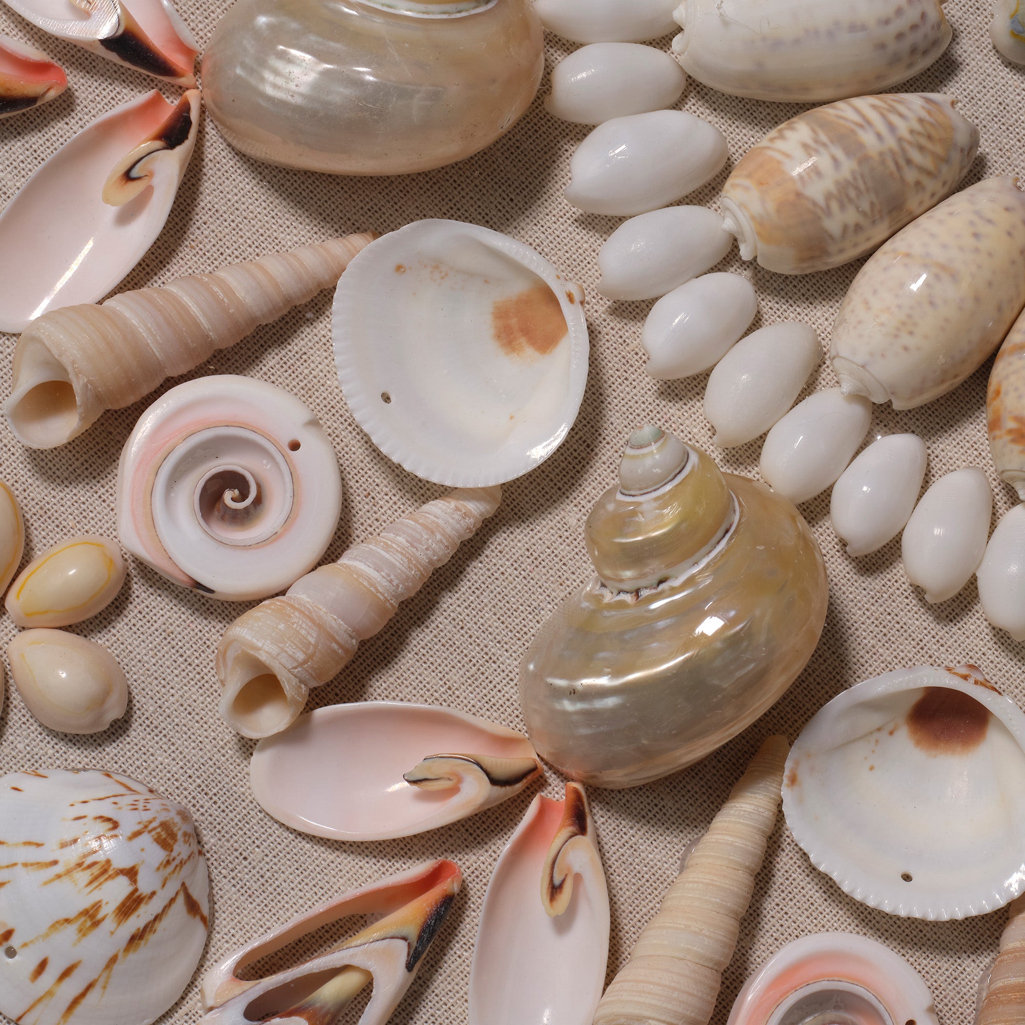 Seabrook Wall Art, Cream Shell
