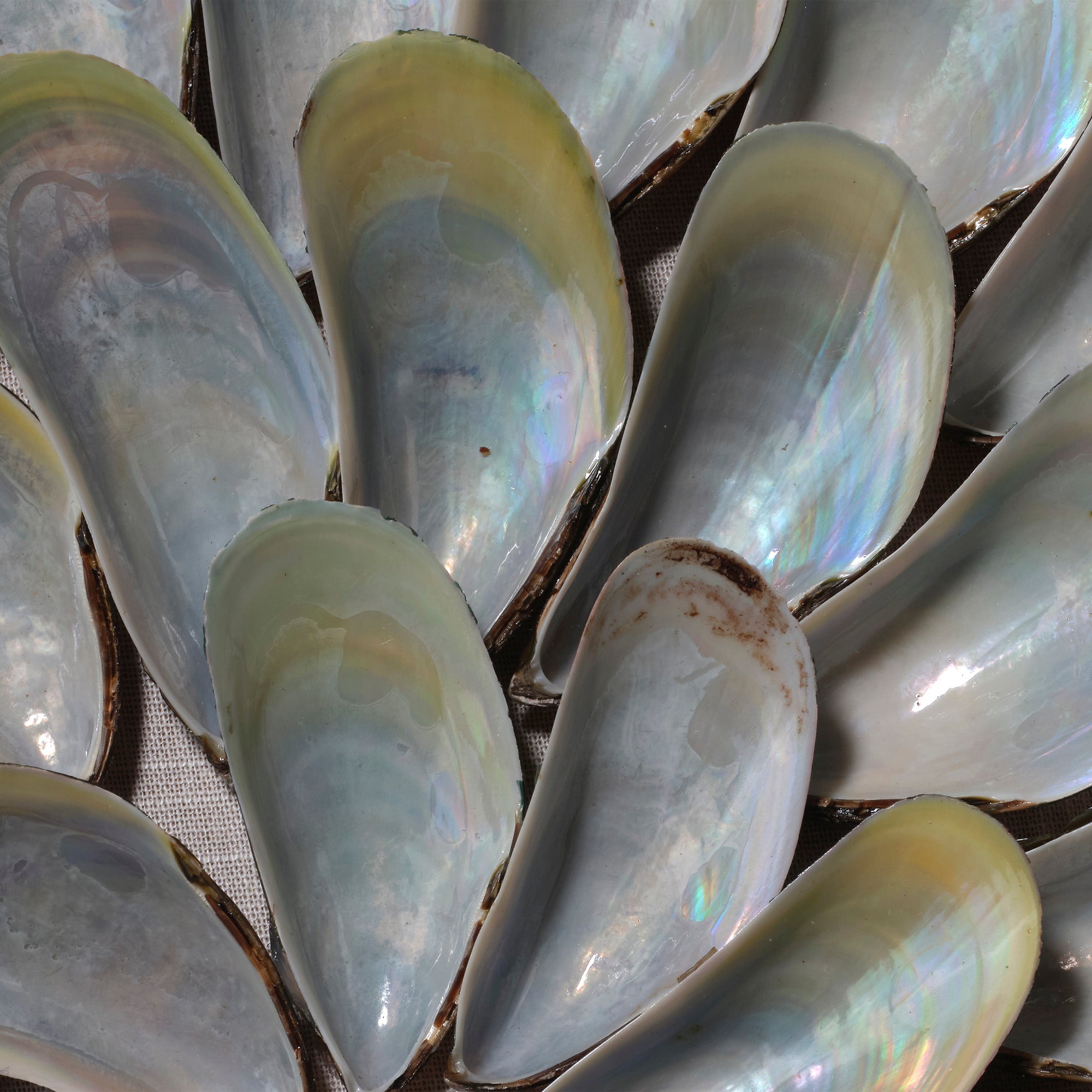 Clearwater Wall Art, Blue Iridescent Shell
